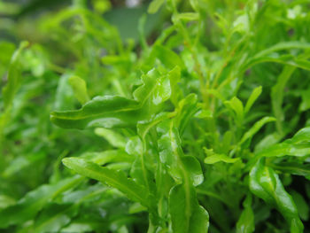 Full frame shot of fresh green plants