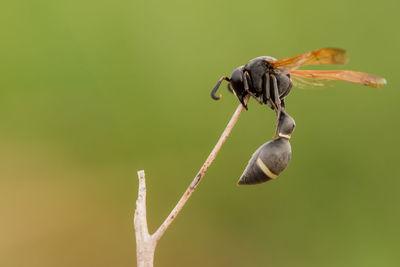 Close-up of a bird