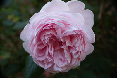 Close-up of pink rose