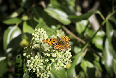 Close-up of butterfly pollinating on flower