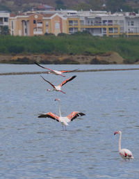 Seagulls flying over lake