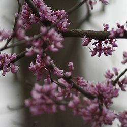 Close-up of cherry blossoms