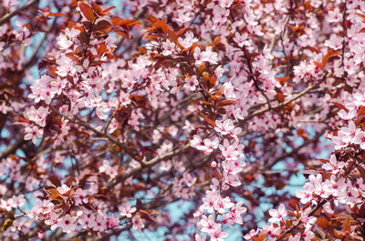 Apricot blossom on a sunny day, the arrival of spring, the blossoming of trees, pink buds