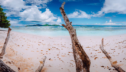 Scenic view of driftwood on beach against sky