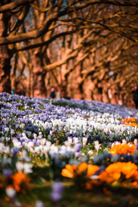 Close-up of flowering plants on land