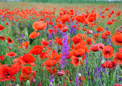 Close-up of red poppy flowers in field