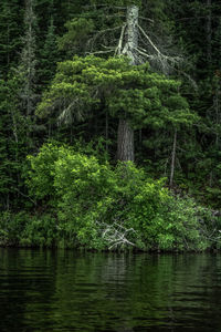 Scenic view of trees in forest