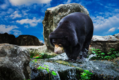 View of elephant on rock formation against sky