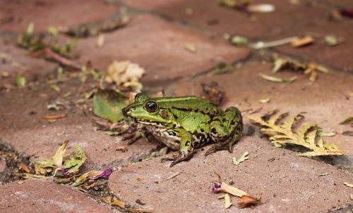 High angle view of lizard on plant