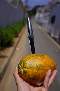 Close-up of person holding apple