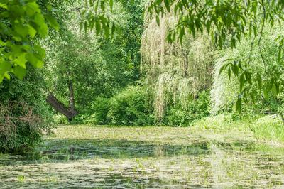 Scenic view of lake amidst trees in forest