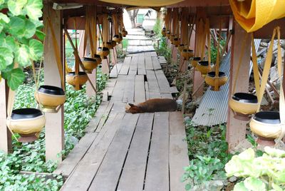 Dog relaxing on narrow wooden pathway