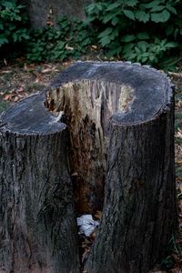 Close-up of tree stump in forest