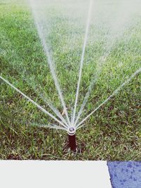 High angle view of plants on field