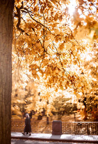 Trees in park during autumn