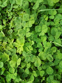 Full frame shot of plants