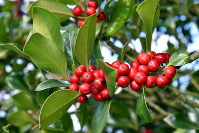 Close-up of red cherries growing on tree