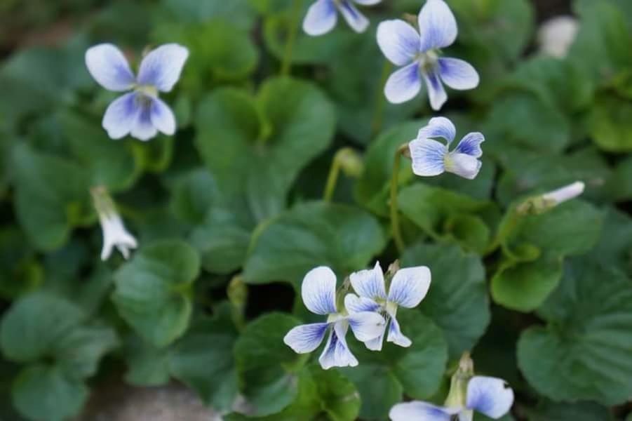 CLOSE-UP OF PURPLE FLOWERS BLOOMING OUTDOORS