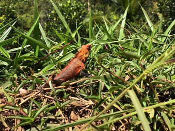 Close-up of a lizard on grass