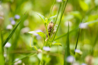 Close-up of butterfly pollinating on flower