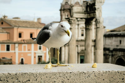 Close-up of seagull perching on retaining wall against building