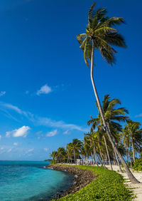 Palm trees on beach against sky