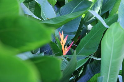 Close-up of flowering plant