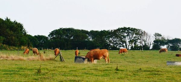 Cows grazing on grassy field