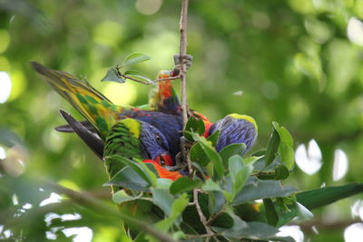 Bird perching on a tree