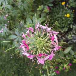 Close-up of pink flowers blooming outdoors