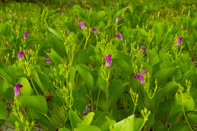 Close-up of purple flowering plants on field