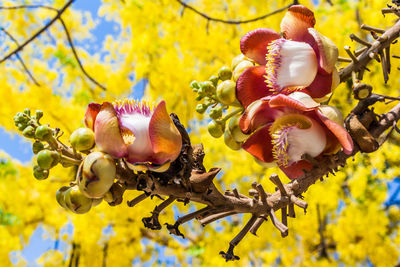 Close-up of flowers against blurred background