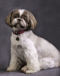Portrait of puppy sitting on floor