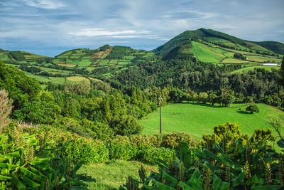 Scenic view of trees on field against sky