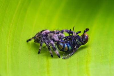 Close-up of spider and insect on green leaf