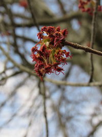 Close-up of cherry blossom on tree