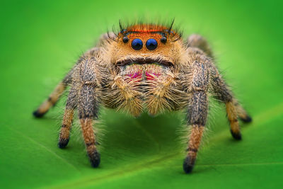 Close-up of spider