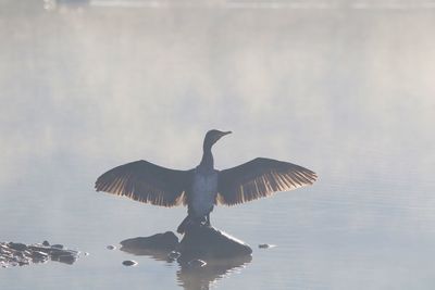 Cormorant drying its wings  on  lake