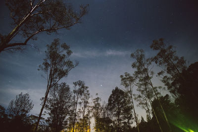 Low angle view of tree against star field