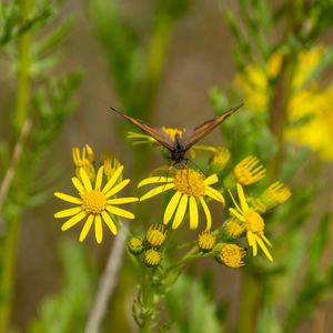 Close-up of butterfly pollinating on yellow flower