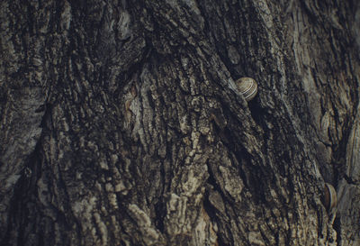 Close-up of tree trunk