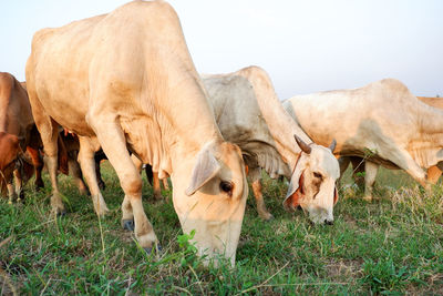 Cows grazing in a field