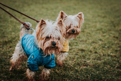 Portrait of a dog on field