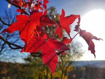 Close-up of maple leaves on tree against sky