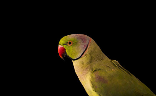 Close-up of parrot perching on black background