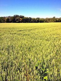 Scenic view of rural landscape