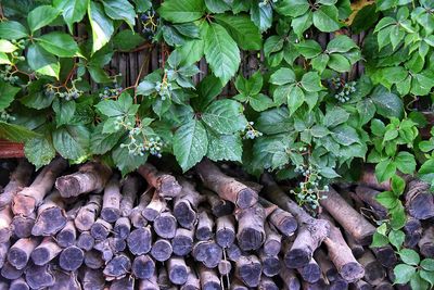 Close-up of plants