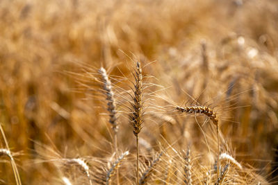 Golden field with spikelets of ripe wheat