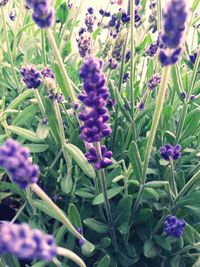 Close-up of purple flowers blooming outdoors