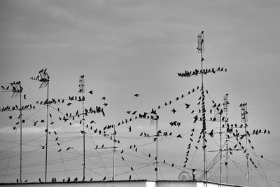 Birds flying in sky